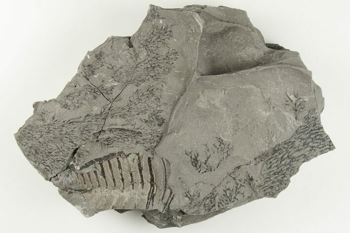 3.35" Graptolite Fossil - Rochester Shale, NY